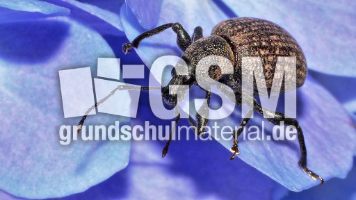 Kompakter Dickmaulrüssler (15).jpg